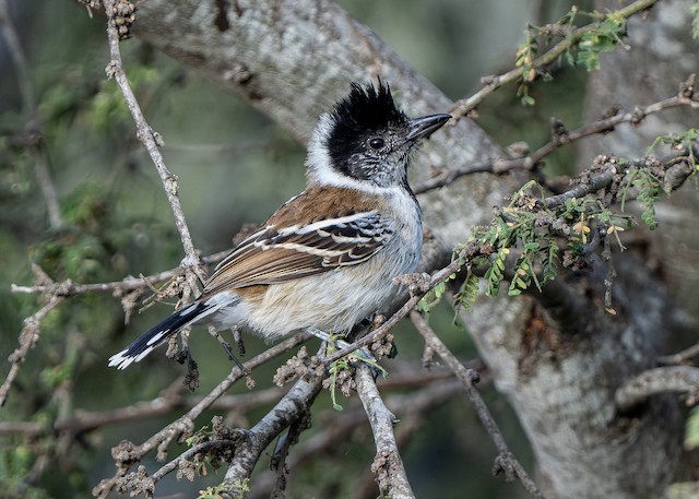 Photos - Collared Antshrike - Thamnophilus bernardi - Birds of the World
