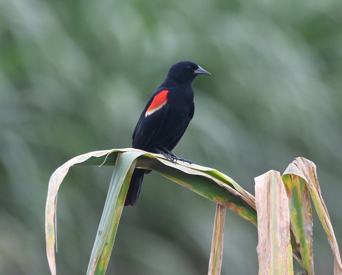 Red-winged Blackbird - Suzanne Zuckerman