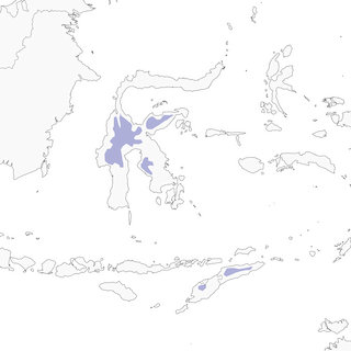 Distribution of the Wallacean Island-Thrush - Range Map