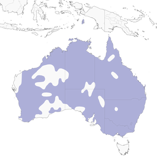 Distribution of the Mistletoebird - Range Map
