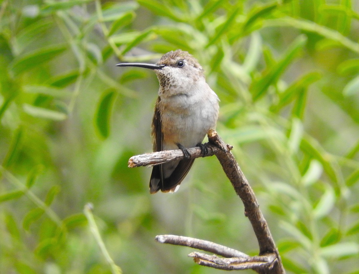Black-chinned Hummingbird - Karen Hardie
