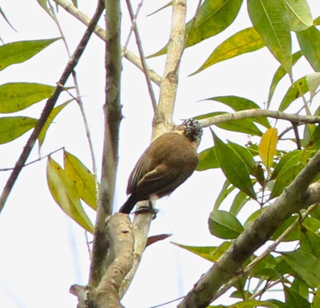 Ochre-collared Piculet - ML62414251