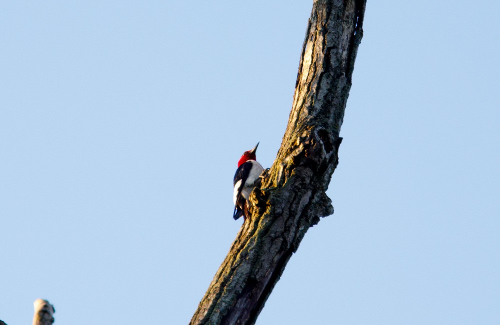 Red-headed Woodpecker - ML62415101