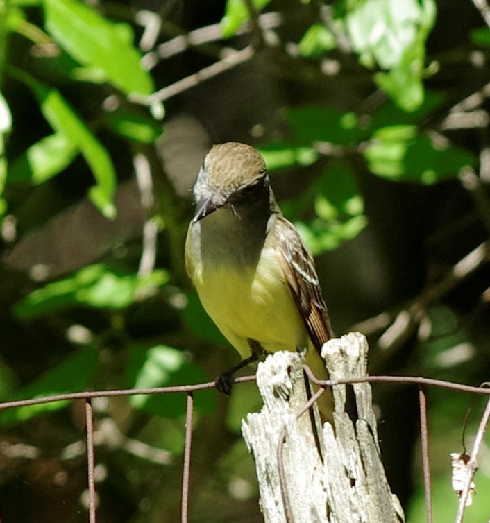 Great Crested Flycatcher - Leigh McBride