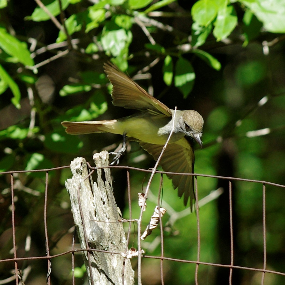 Great Crested Flycatcher - ML62417111