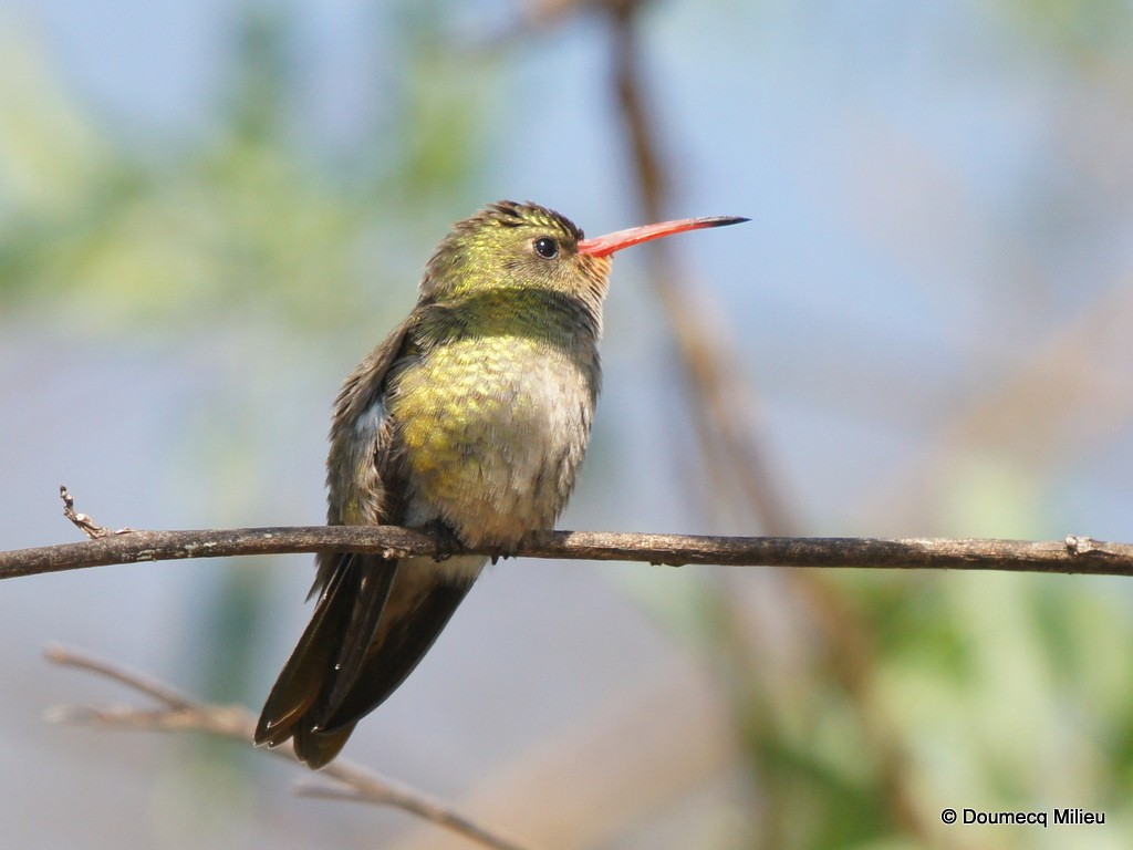 Gilded Hummingbird - Ricardo  Doumecq Milieu