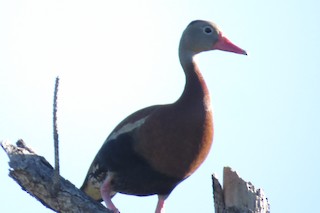 Black-bellied Whistling-Duck, ML62417961