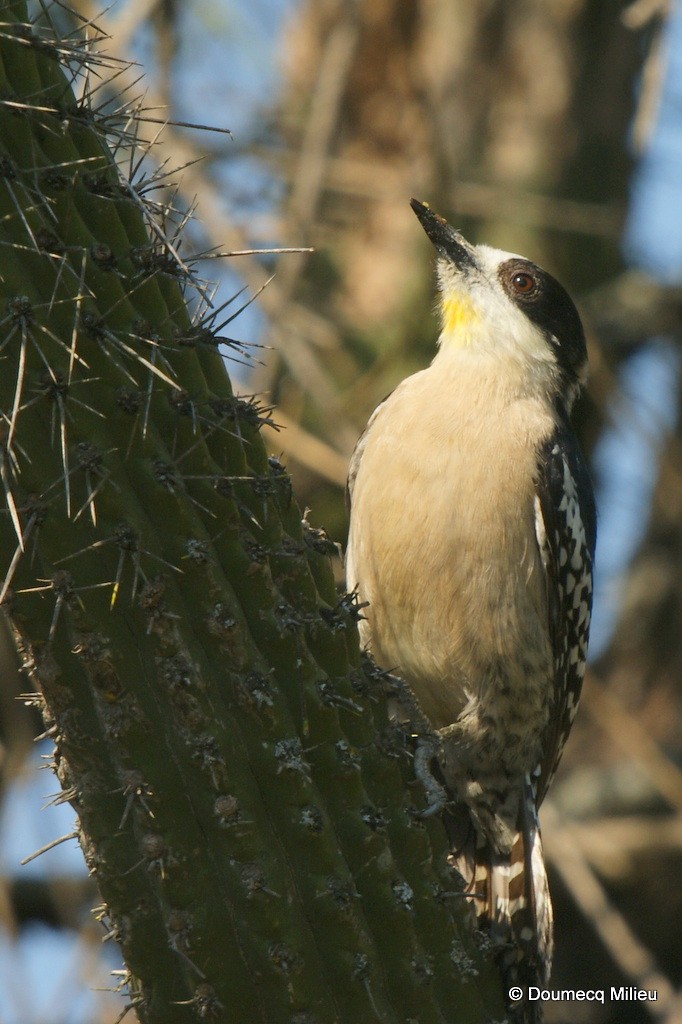 White-fronted Woodpecker - Ricardo  Doumecq Milieu