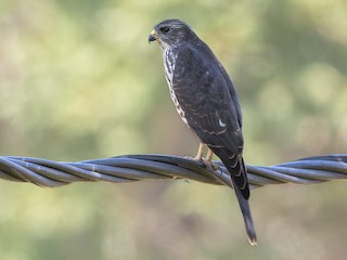 Immature - Odysseas Froilán Papageorgiou - ML624191672