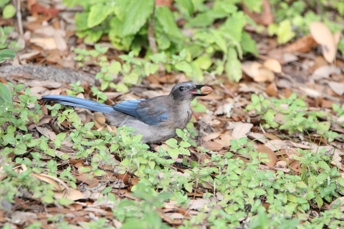 Woodhouse's Scrub-Jay - Vincent O'Brien