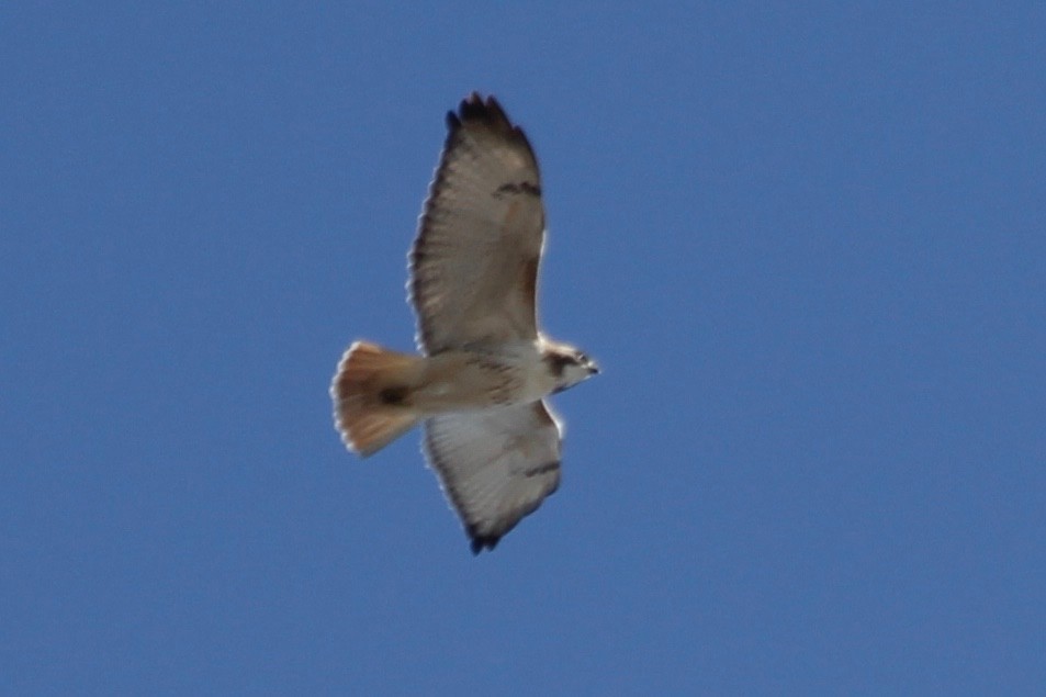 Red-tailed Hawk - ML62420361