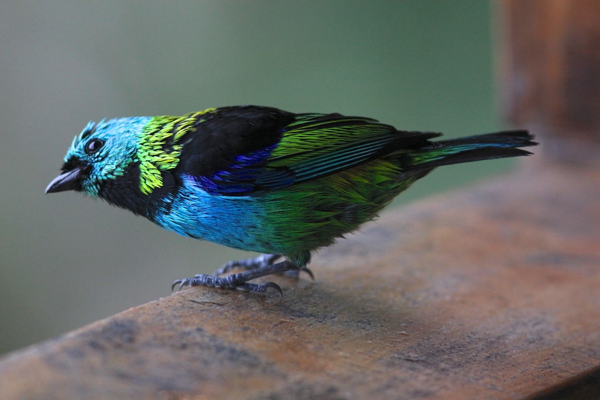 Green-headed Tanager - ML62420651
