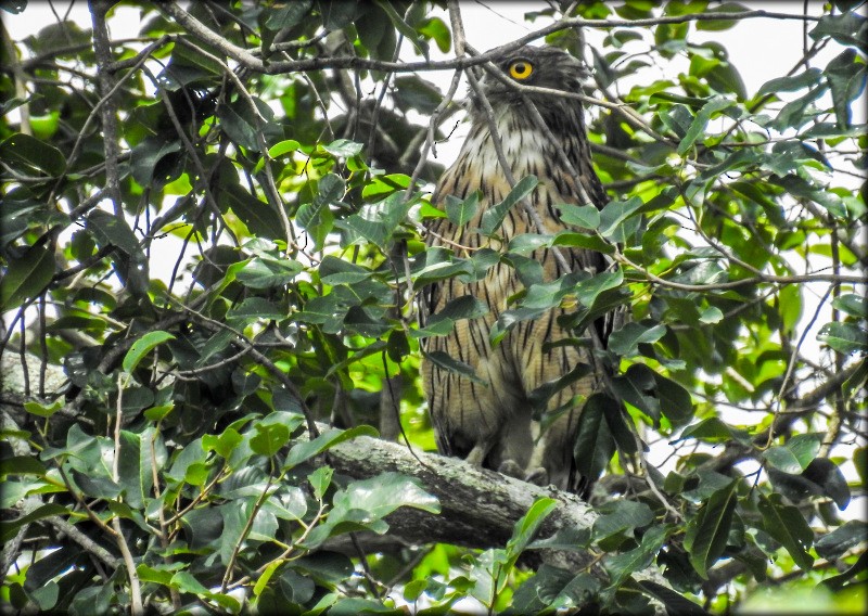 Brown Fish-Owl - Anonymous