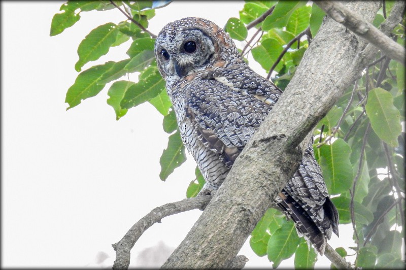 Mottled Wood-Owl - Anonymous