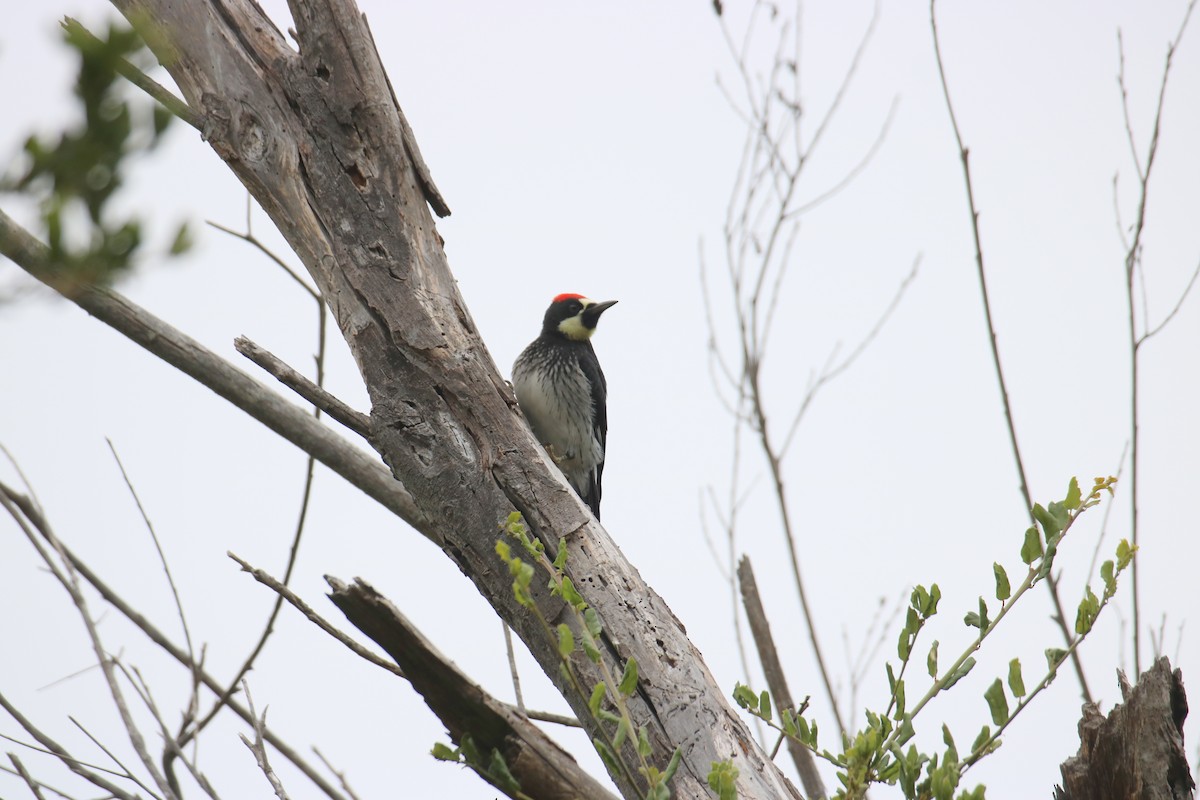 Acorn Woodpecker - ML62421651