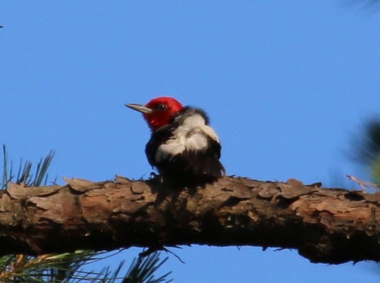 Red-headed Woodpecker - Jacob C. Cooper