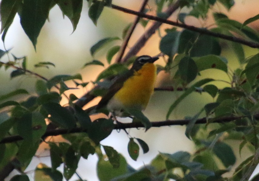 Yellow-breasted Chat - Jacob C. Cooper