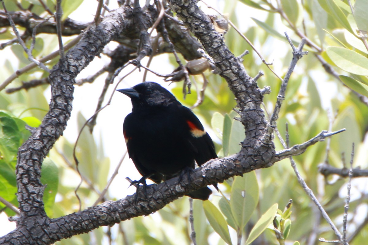 Red-winged Blackbird - Wen & Steve Rockoff