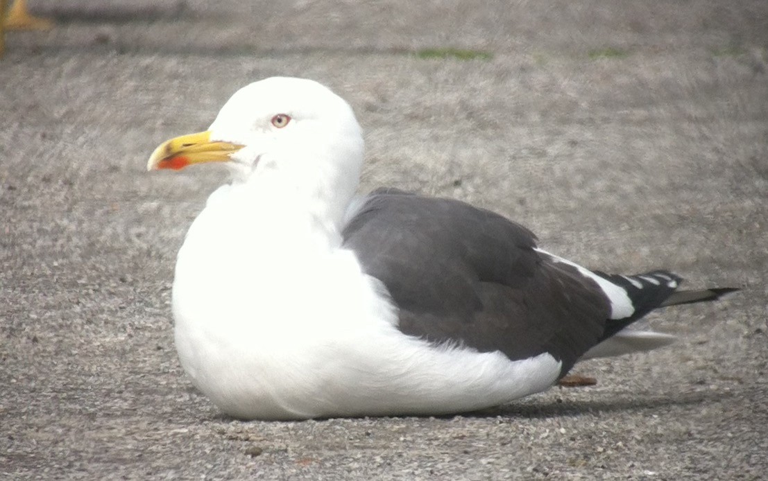 Lesser Black-backed Gull - Bob Toleno