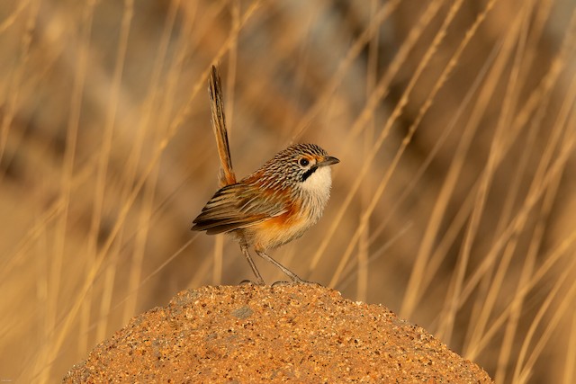 Opalton Grasswren ML624250283