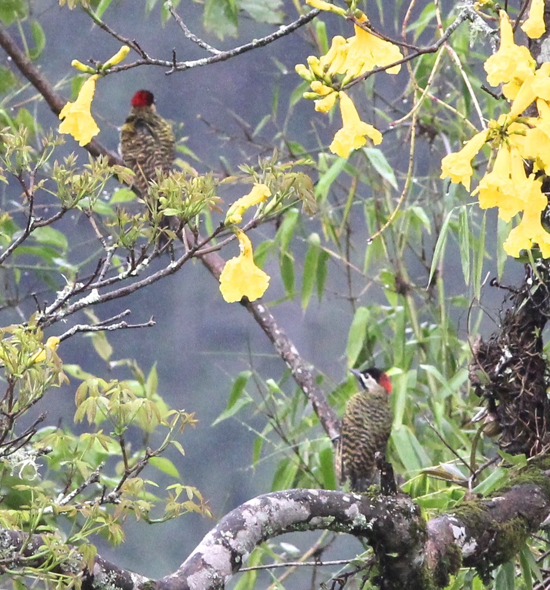 Green-barred Woodpecker - ML62425851