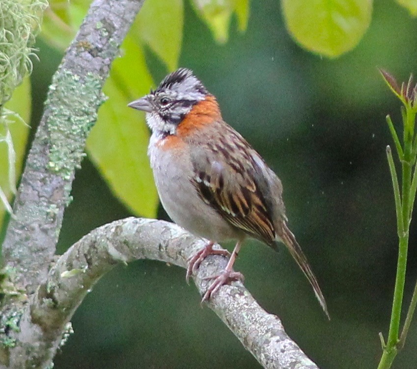 Rufous-collared Sparrow - ML62427661