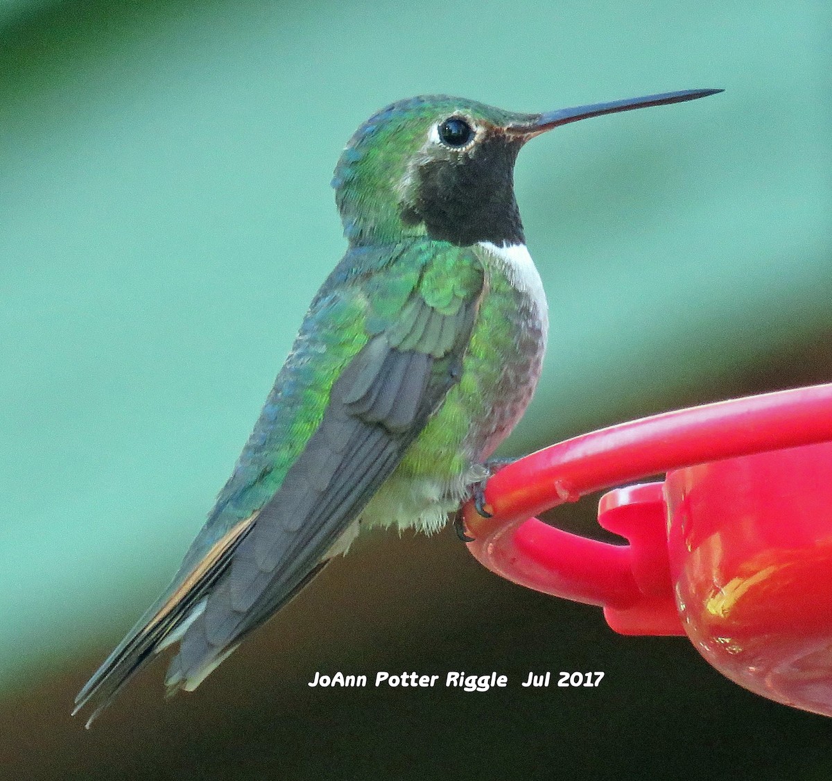 Broad-tailed Hummingbird - ML62427881
