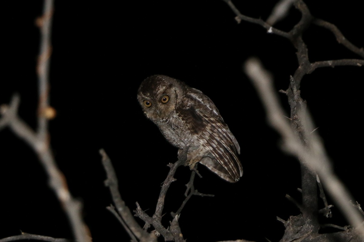 Peruvian Screech-Owl - ML62432691