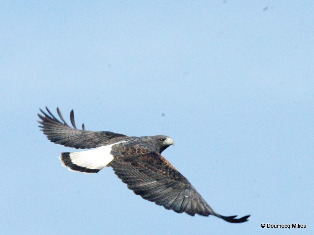White-tailed Hawk - Ricardo  Doumecq Milieu