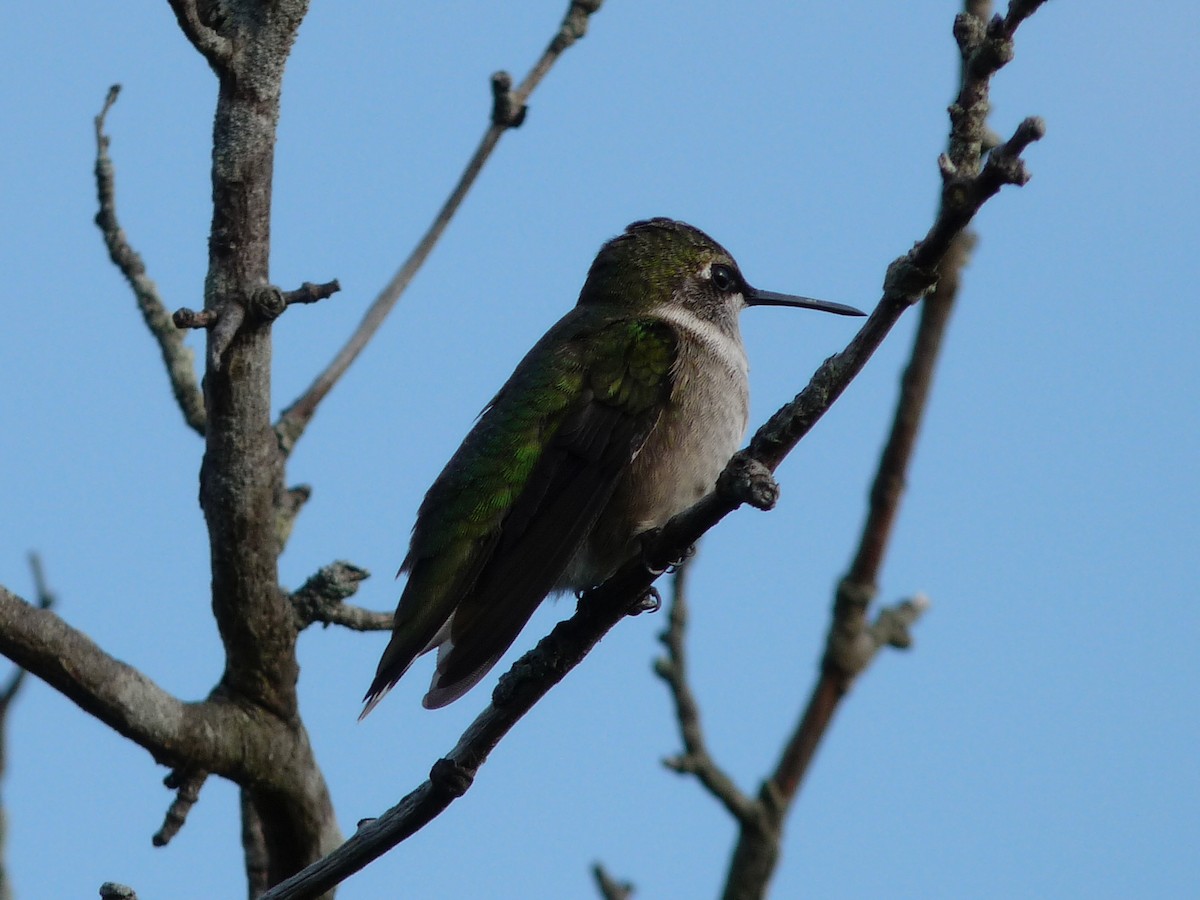 Ruby-throated Hummingbird - John Trent