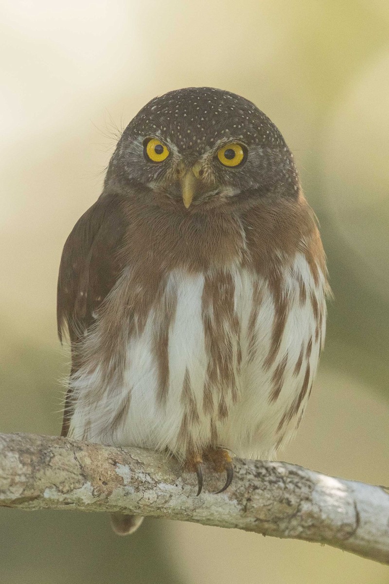 Amazonian Pygmy-Owl - ML62435421
