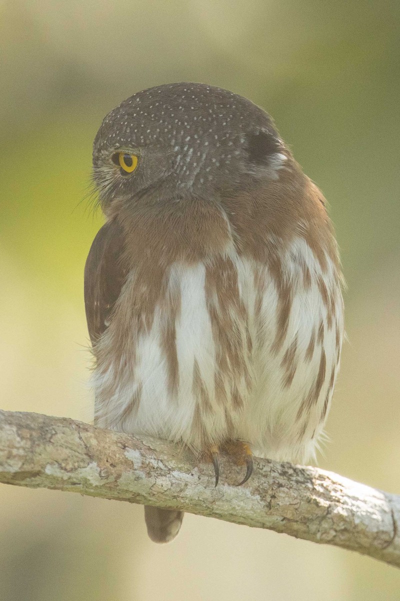 Amazonian Pygmy-Owl - Eric VanderWerf