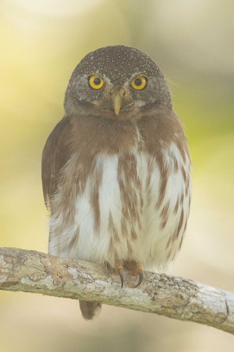 Amazonian Pygmy-Owl - ML62435451