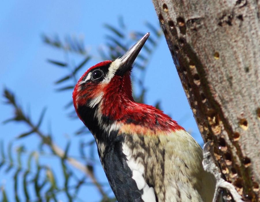 Red-naped x Red-breasted Sapsucker (hybrid) - Lauren Harter