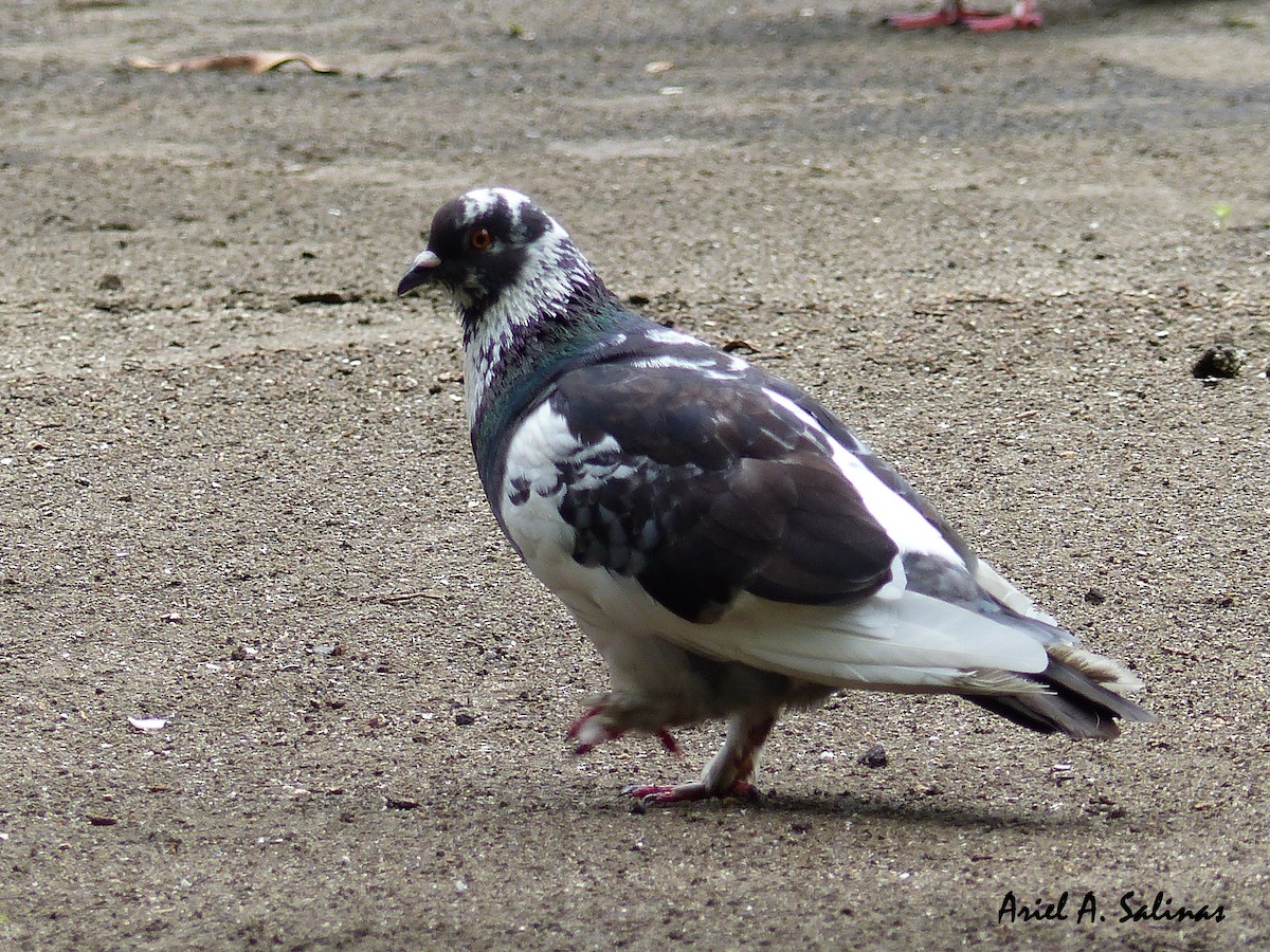 Rock Pigeon (Feral Pigeon) - Ariel  Salinas