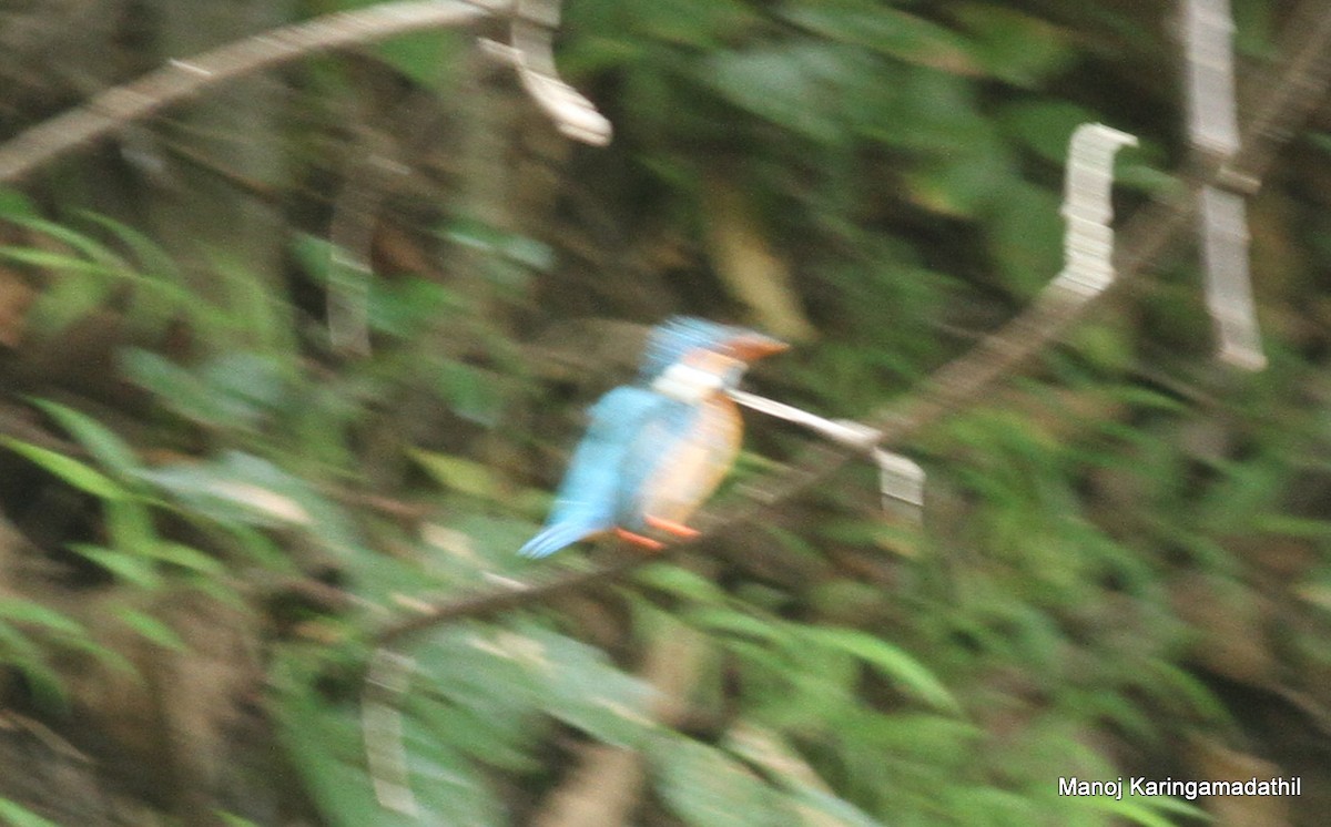 Common Kingfisher - Manoj Karingamadathil