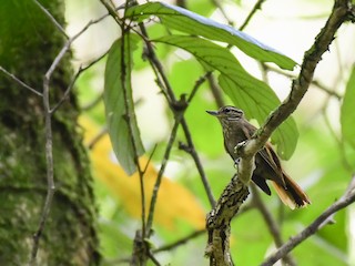 Amazonian Plain-Xenops - eBird