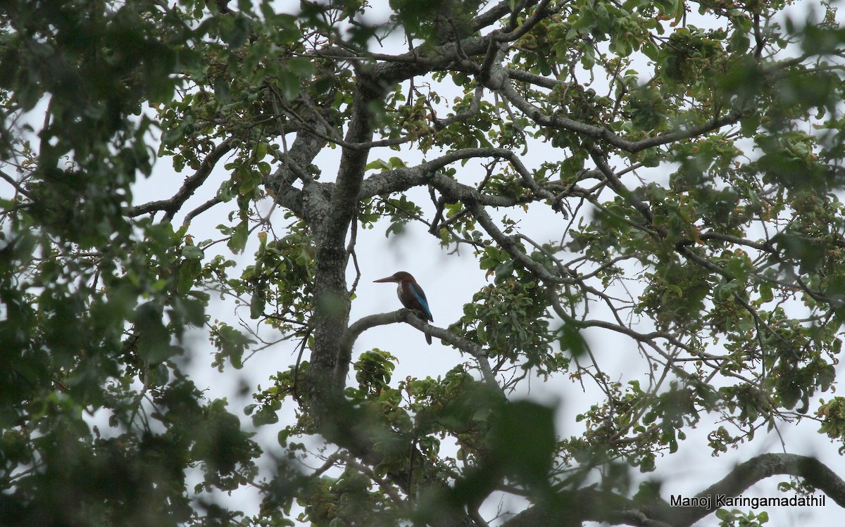 White-throated Kingfisher - Manoj Karingamadathil