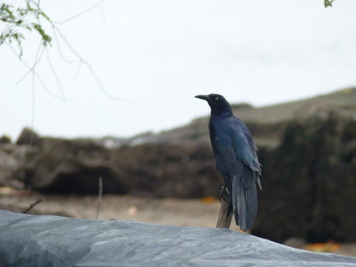 Great-tailed Grackle - ML62437731
