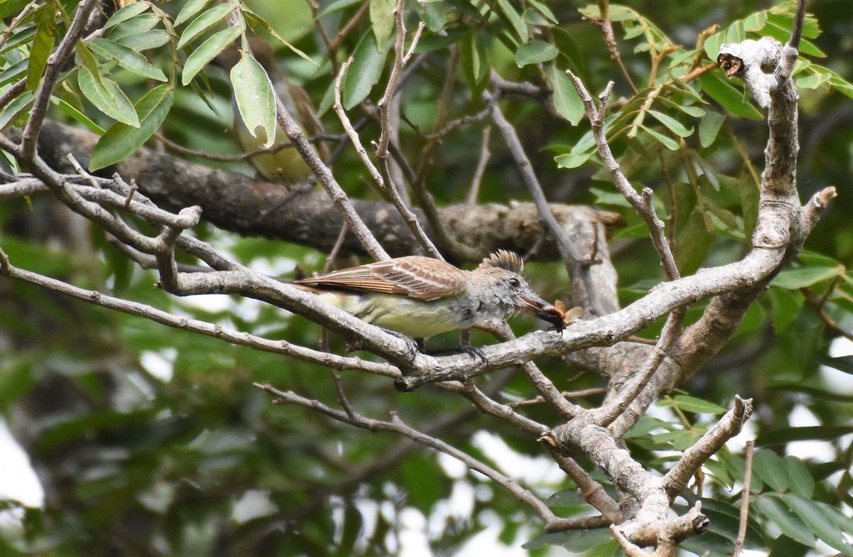 Brown-crested Flycatcher (Ometepe) - ML62438421