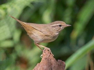  - Radde's Warbler