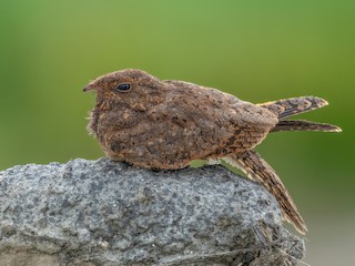  - Savanna Nightjar