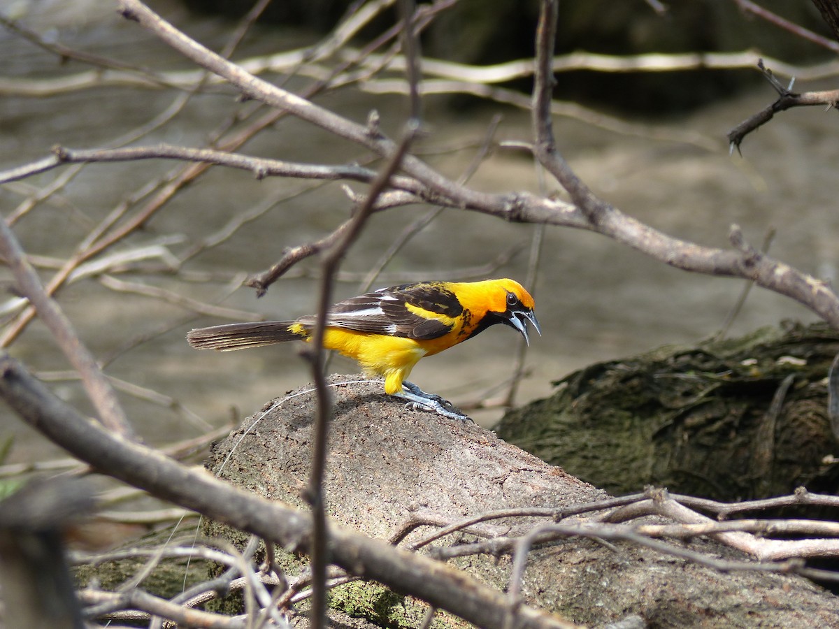 Spot-breasted Oriole - ML62438901