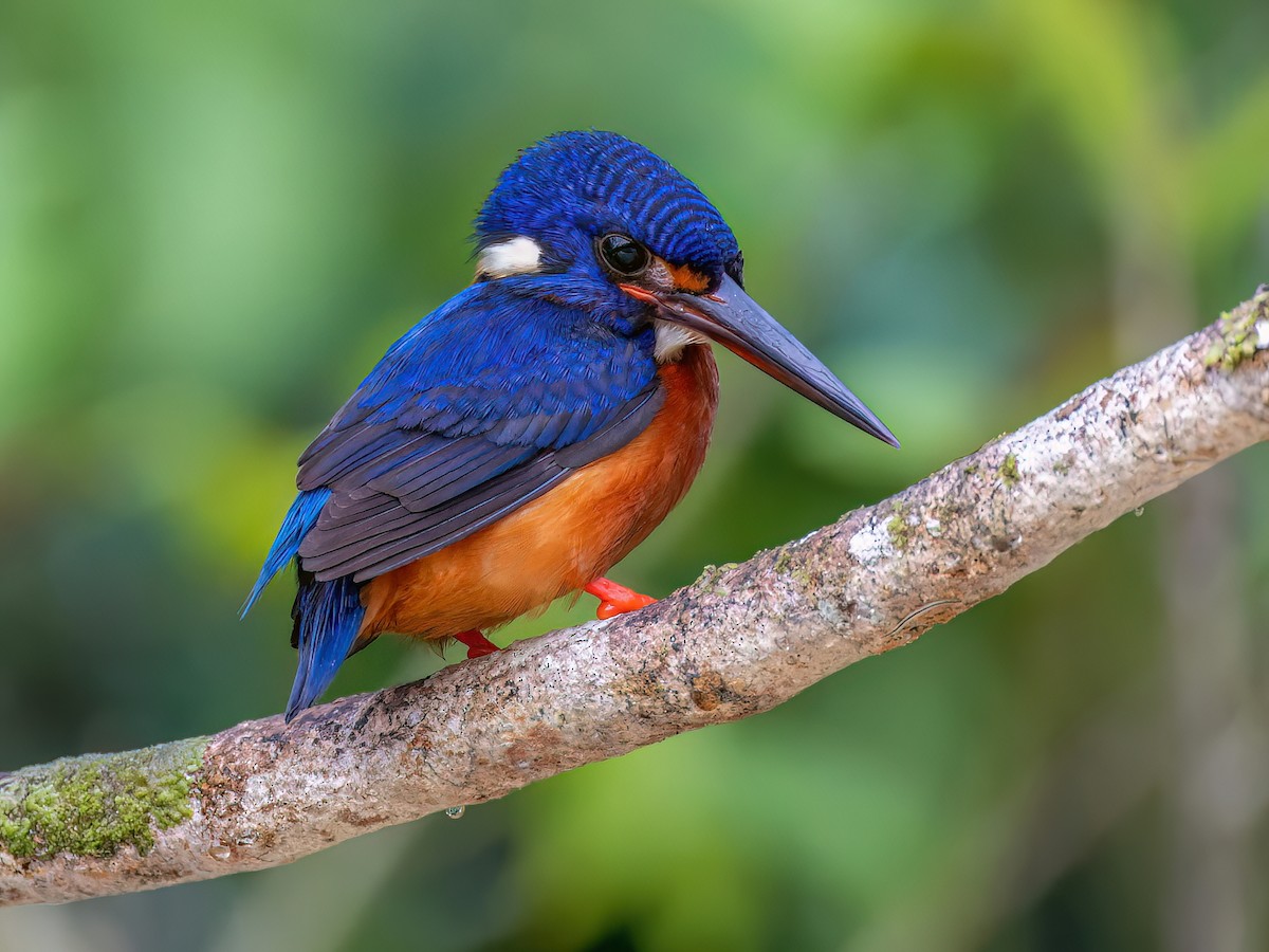 Blue-eared Kingfisher - Alcedo meninting - Birds of the World