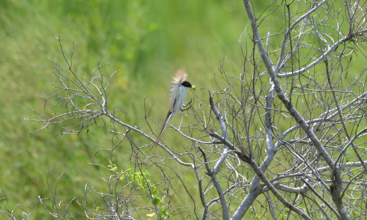 Fork-tailed Flycatcher - Anonymous