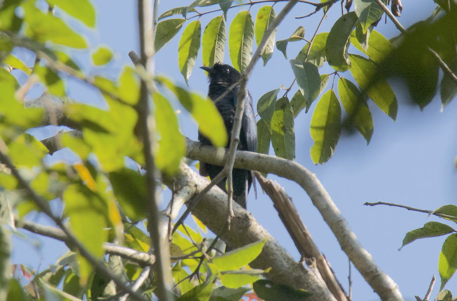 Fork-tailed Drongo-Cuckoo - Ashis Kumar  Pradhan