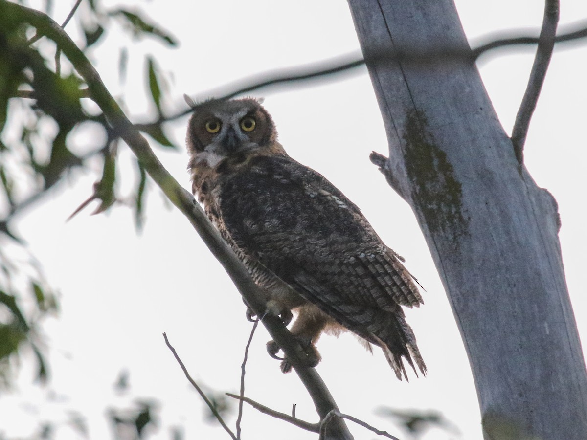 Great Horned Owl - Paul Jacyk 🦉
