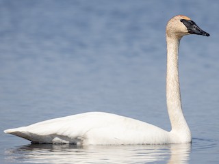 Trumpeter Swan Cygnus buccinator Birds of the World