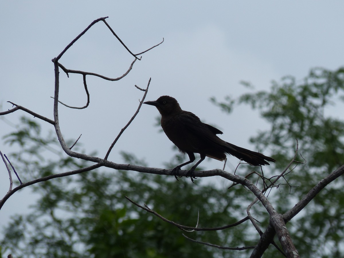 Great-tailed Grackle - ML62444831