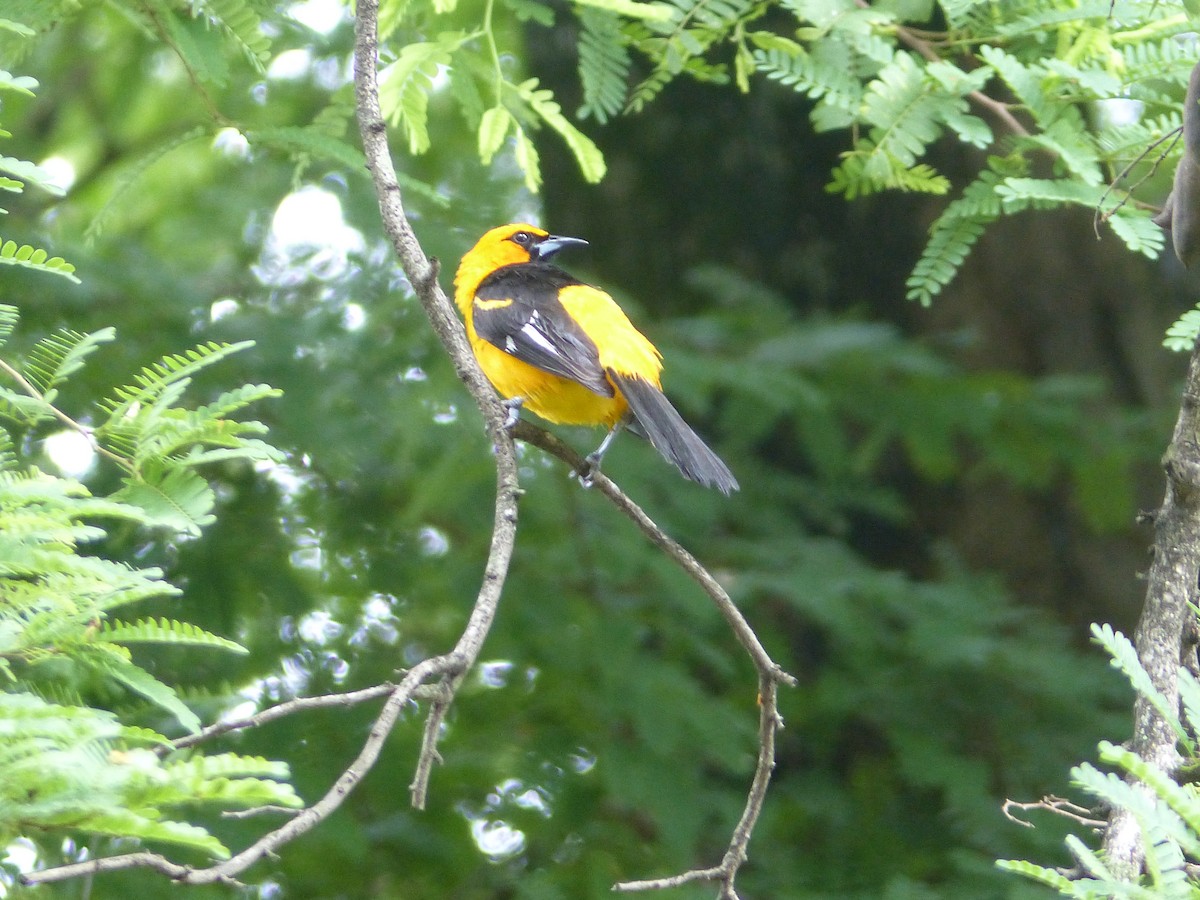 Spot-breasted Oriole - ML62445011